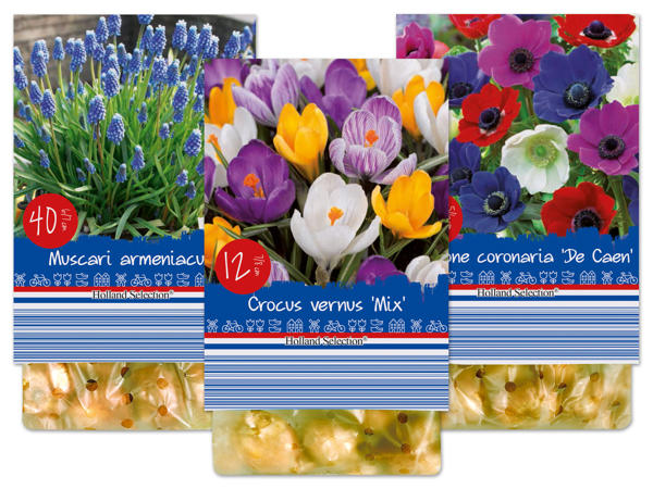 Blumenzwiebel Standard