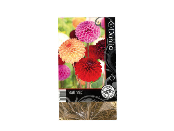 Premium Flowering Bulbs