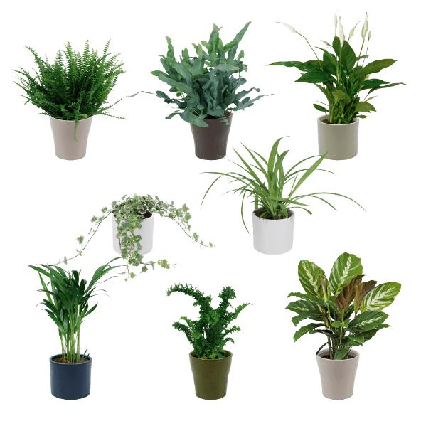 Luchtzuiverende plant