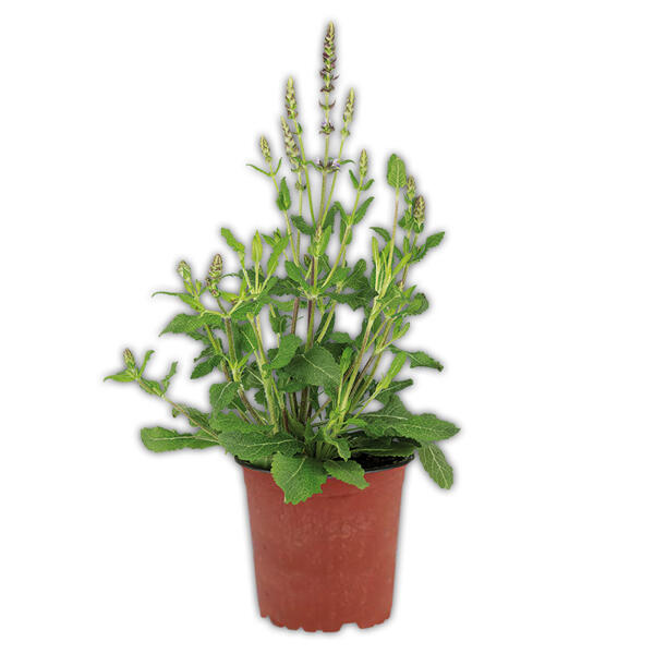 Bienenfreundliche Gartenpflanze