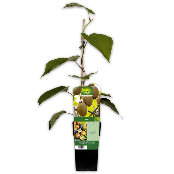 Exotische Früchte