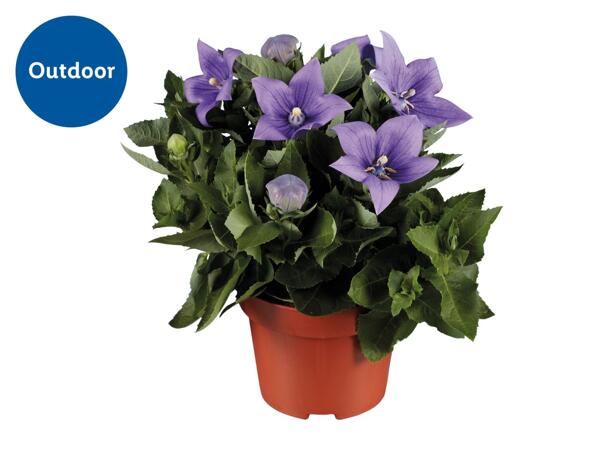 Balloon Flower