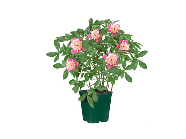 Peonies