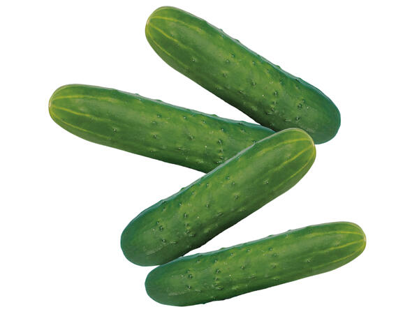 Feldgurke