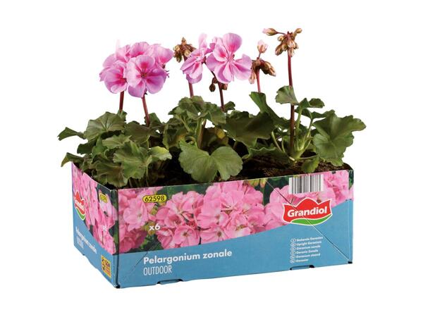 Pelargonie 6‘er bakke
