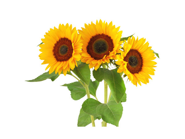 Tournesols