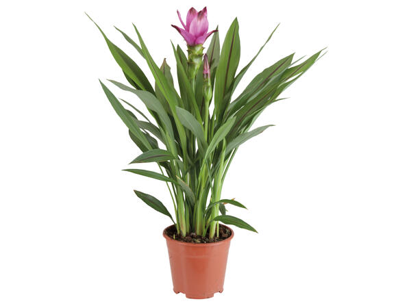 Curcuma (Safranwurz)