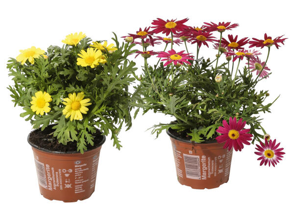 Daisies