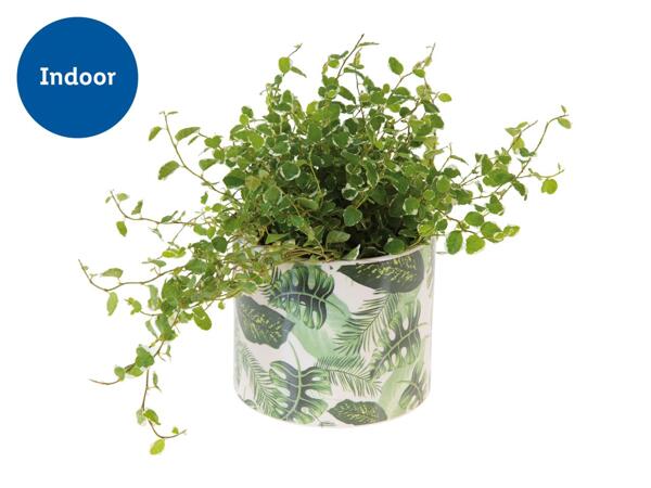 Green Plants in Colourful Ceramic