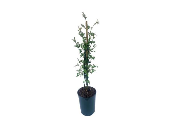 Climbing Jasmine