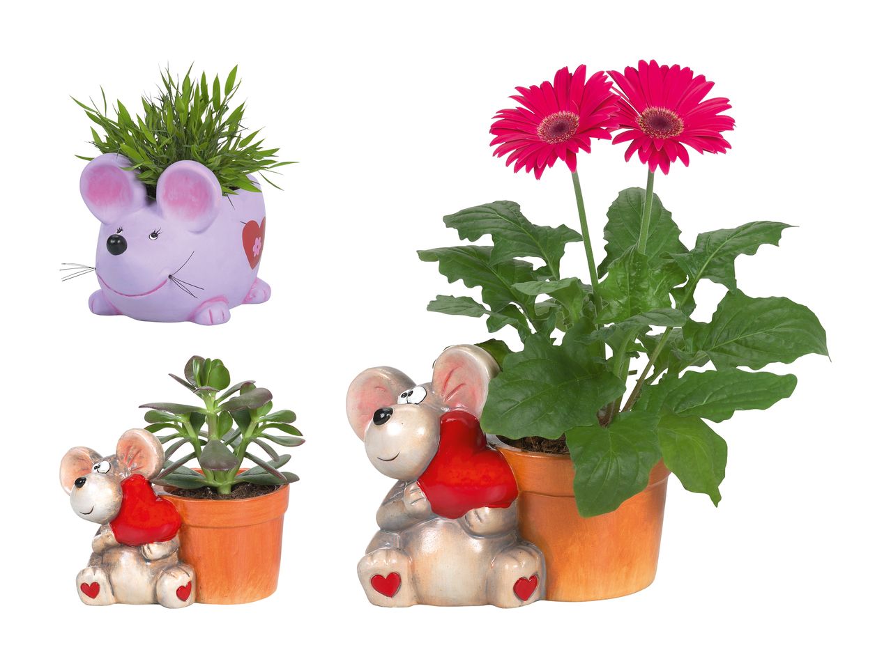 Plante "Valentin" dans un pot en céramique souris