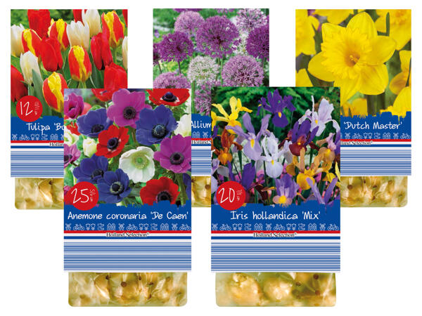 Frühjahrsblumenzwiebeln