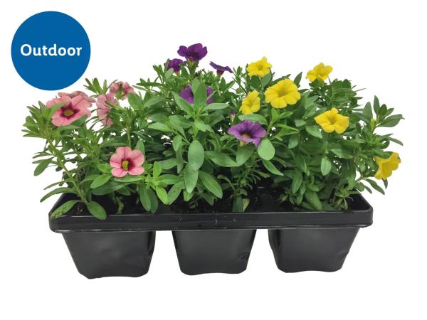 Bedding Plants