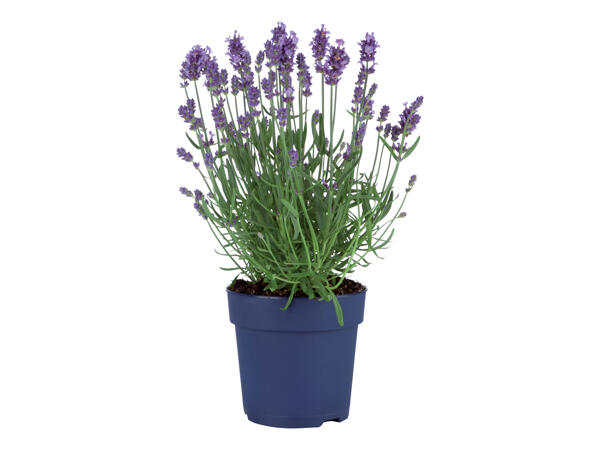 Lavander