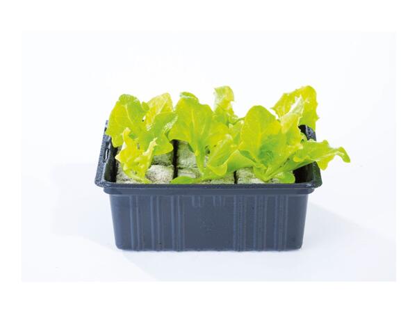 British Young Vegetable Plants
