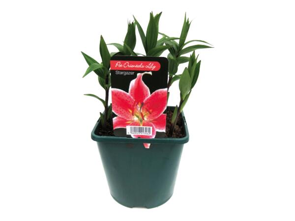 Christmas Oriental Lily