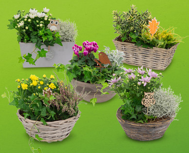 Bepflanztes Herbstarrangement