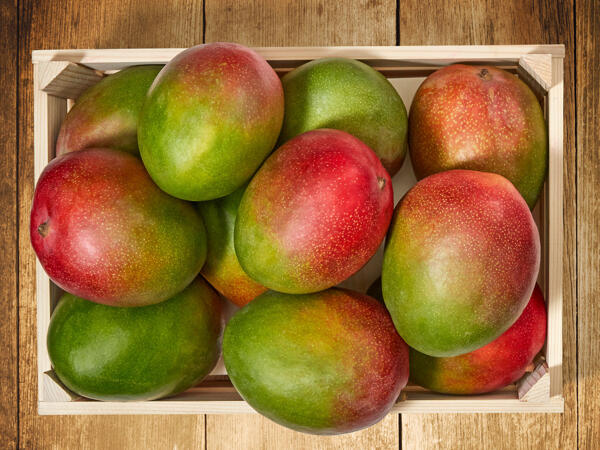 Mangue