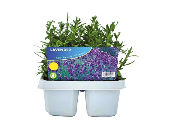 Jumbo Lavender 6 Pack