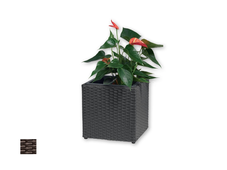 FLORABEST(R) Small Wicker Planter 28 x 28 x 28cm