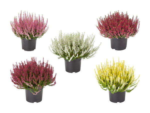 Bruyère (Calluna vulgaris) XL