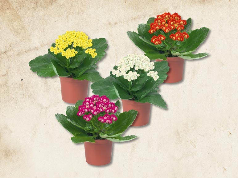 Mini kalanchoe (dès le 21.1.)