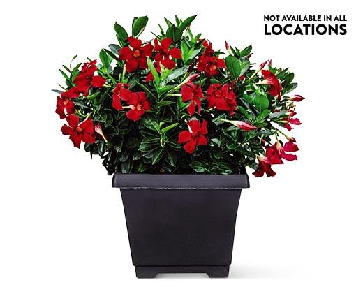 8" Patio Planter Assorted Varieties