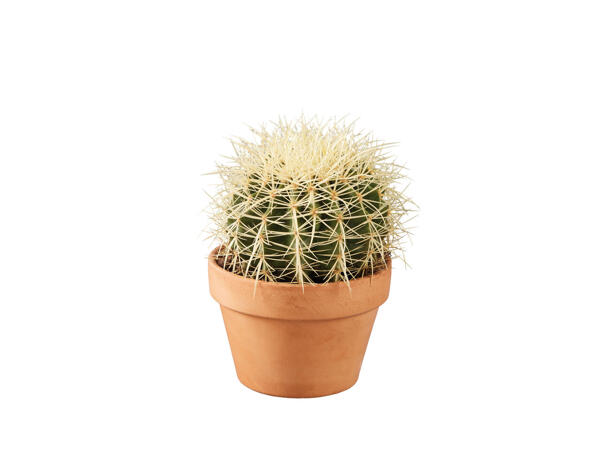 Cactus dans un pot en terre cuite