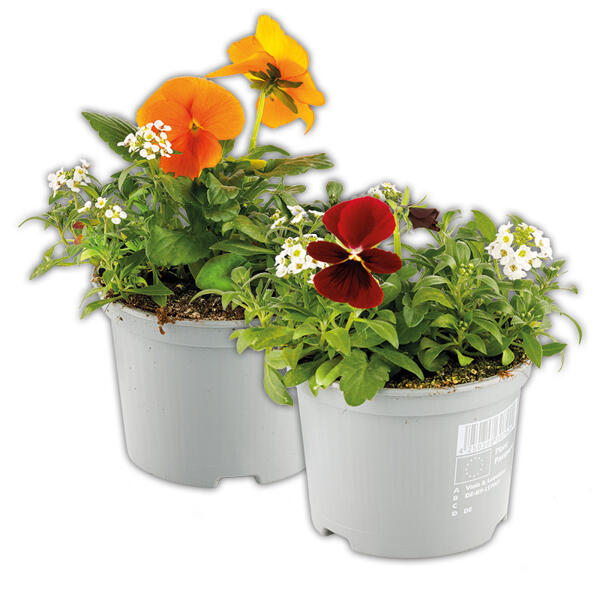 Viola-Lobularia Duo