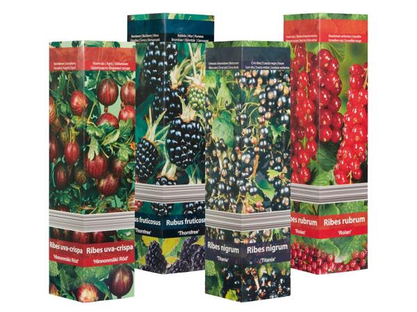 Berry bushes