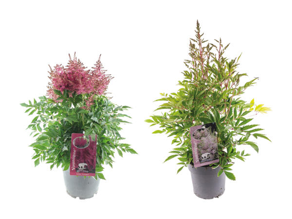 Astilbe Younique