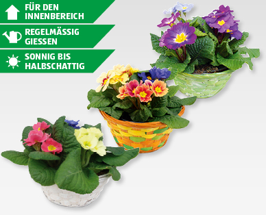 GARDENLINE(R) Primeln