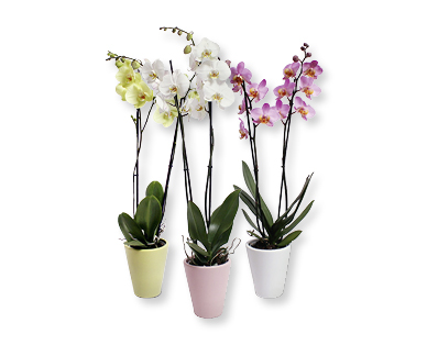 Orchidee in Keramik