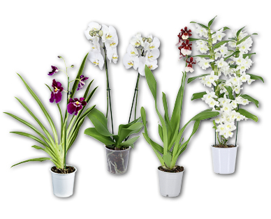 Sélection d'orchidées