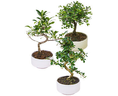 BONSAI
