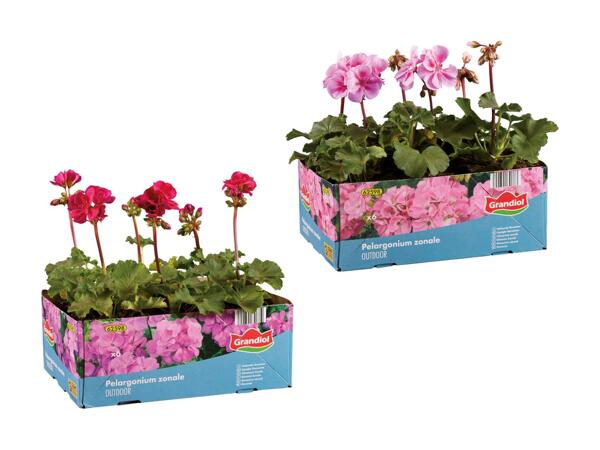 Pelargonie