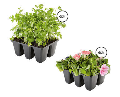 Mixed Herbs and Flowers 6pk
