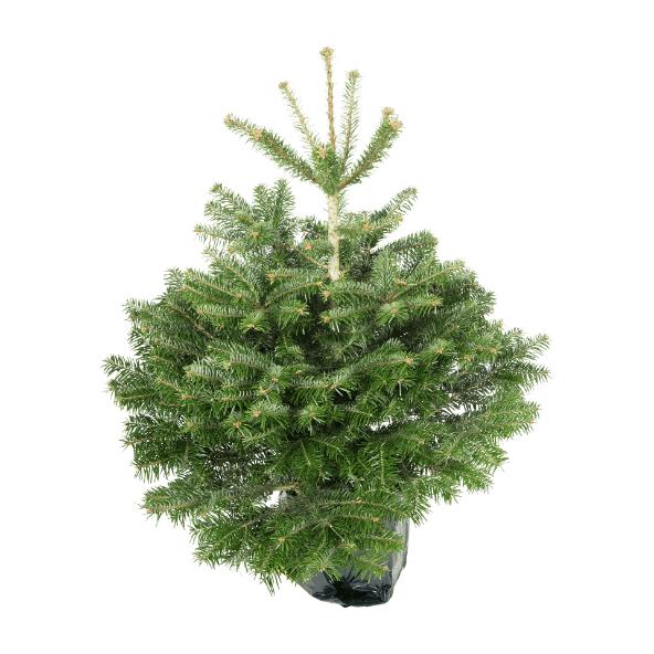 Juletræ i potte