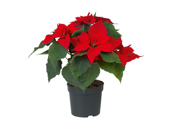 Poinsettia
