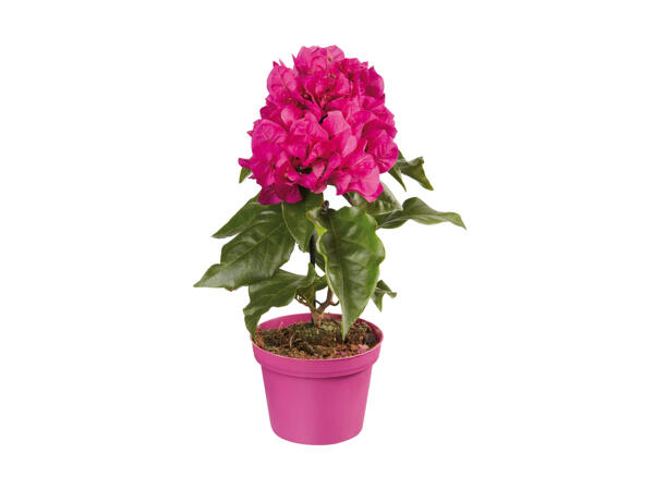 Bougainvillier midi