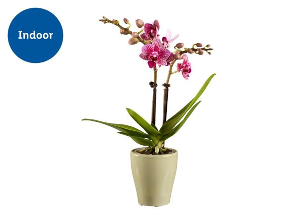 Mini Orchid In Ceramic
