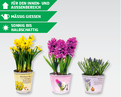 GARDENLINE(R) Zwiebelpflanzen