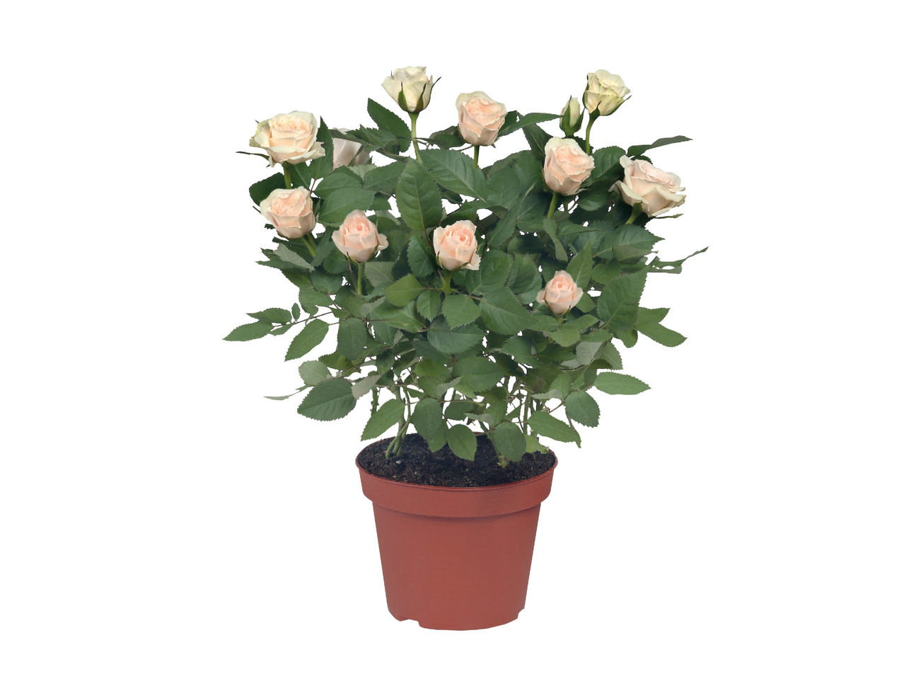 Mini Roses1