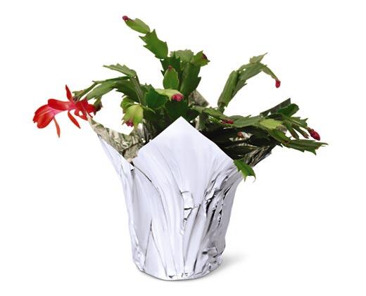 5" Christmas Cactus Assorted Colors