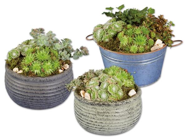 Sempervivum und Sedum Arrangement