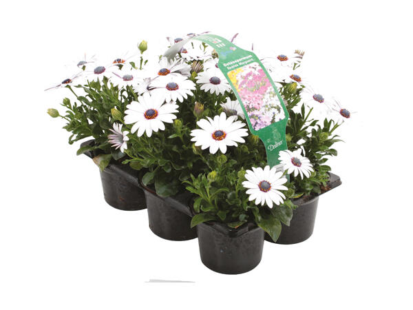 Spanske margueritter i 6'er bakke