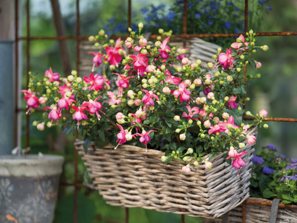 Fuchsia
