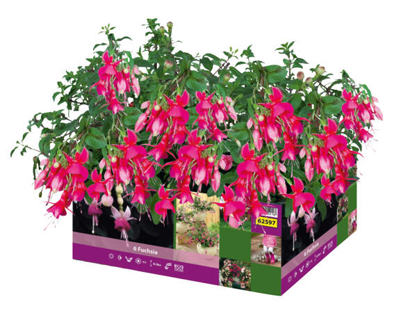 Fuchsias