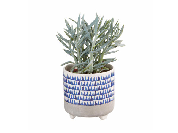 Green Plant in Blue Ceramic Pot