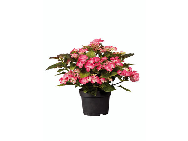 Hortensia